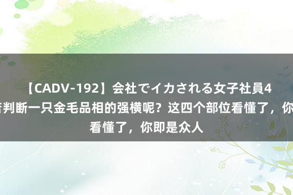 【CADV-192】会社でイカされる女子社員4時間 如若判断一只金毛品相的强横呢？这四个部位看懂了，你即是众人