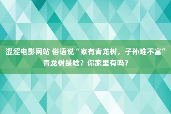 涩涩电影网站 俗语说“家有青龙树，子孙难不富”青龙树是啥？你家里有吗？